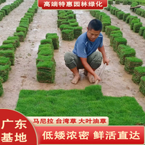 With soil turf real grass villa courtyard greening low-cut no-cut Manila lawn Taiwan grass Sijiqing engineering grass