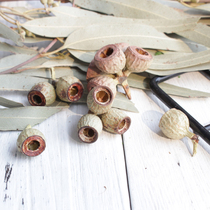 (Kami Youpin) Exclusive South Africa imported a Bell mini pipe fruit art dried fruit decoration photo props