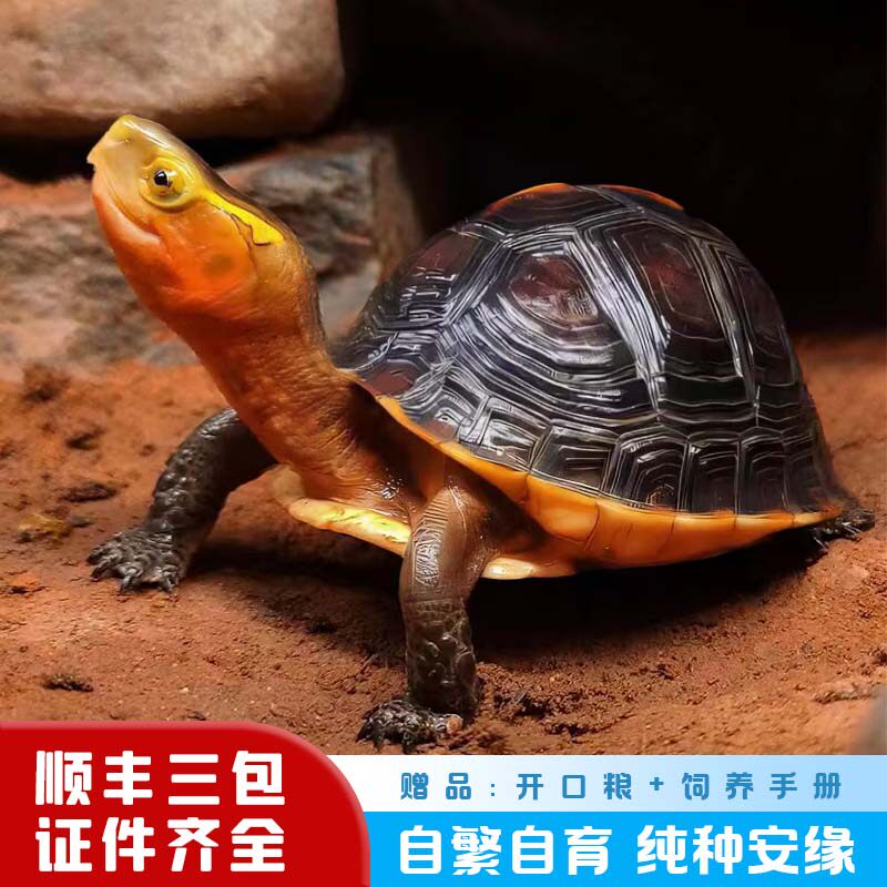 黄缘龟幼龟苗|安缘龟台缘龟宠物小动物乌龟活体!养龟人的梦中情龟来了!-龟-淘宝好物网