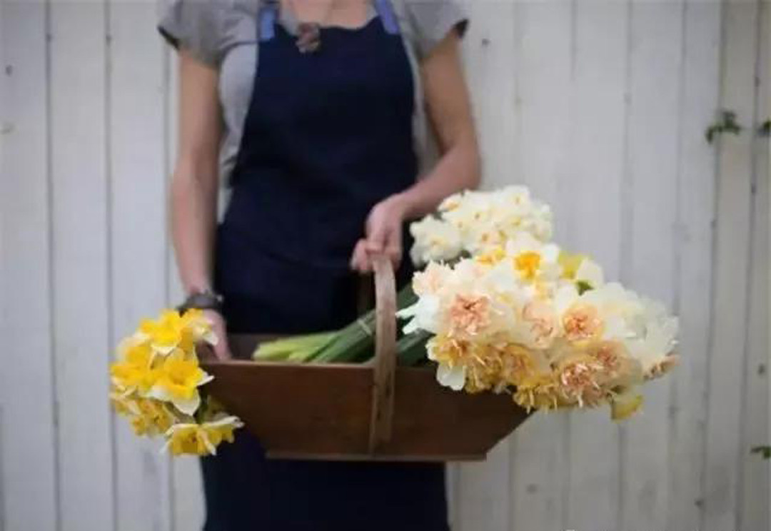 洋水仙年年復花四大要素 年年爆球又爆花 淘寶海外