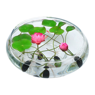 XJ four seasons bowl lotus hydroponic plant water lily lotus green plant indoor water culture flower aquatic bonsai flower potted plant