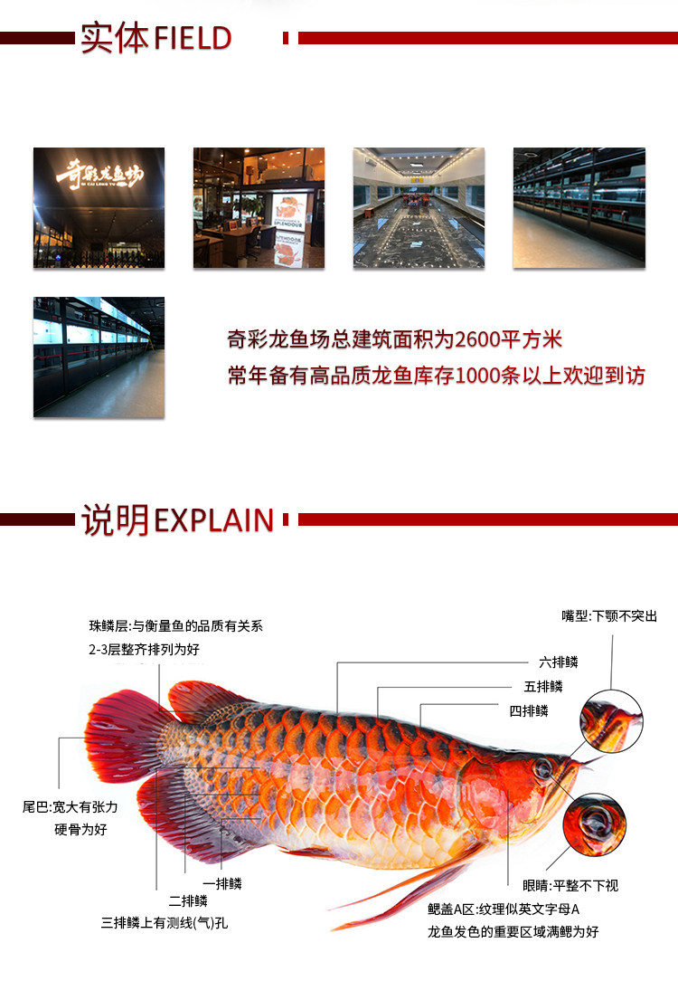 龙鱼活体印尼红龙鱼观赏鱼幼鱼热带鱼大型活体鱼红龙鱼金龙鱼活鱼 detail 11