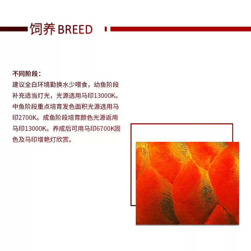 龙鱼活体印尼红龙鱼观赏鱼幼鱼热带鱼大型活体鱼红龙鱼金龙鱼活鱼 detail 4