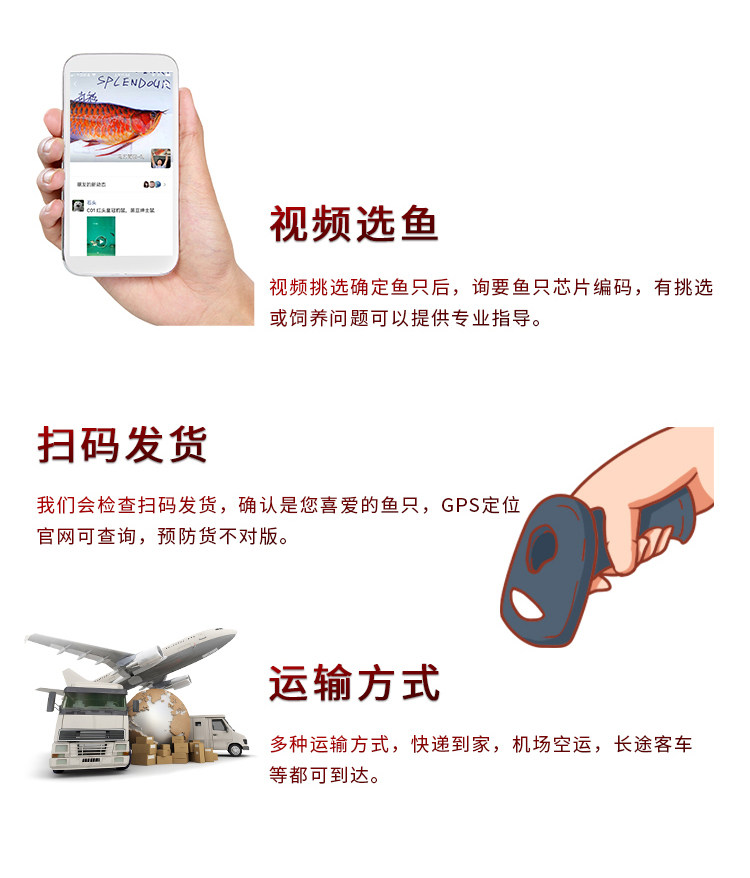 龙鱼活体印尼红龙鱼观赏鱼幼鱼热带鱼大型活体鱼红龙鱼金龙鱼活鱼 detail 14