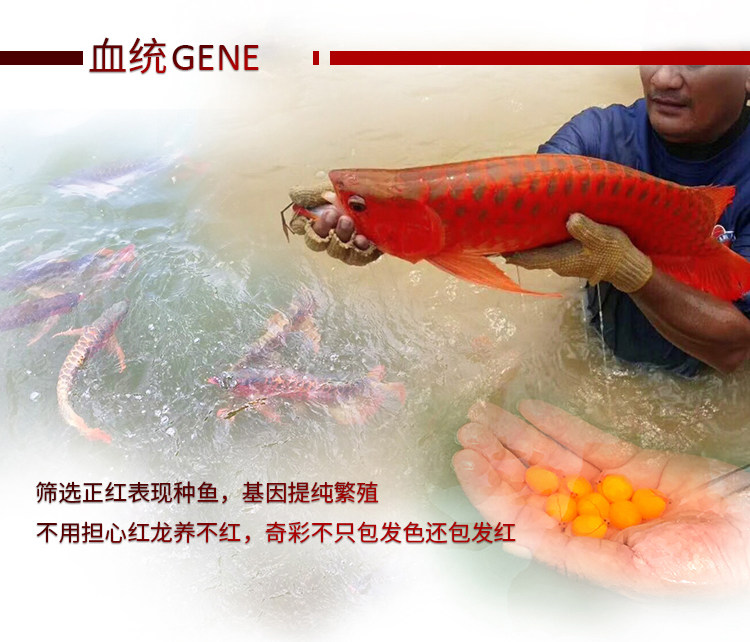 龙鱼活体印尼红龙鱼观赏鱼幼鱼热带鱼大型活体鱼红龙鱼金龙鱼活鱼 detail 9