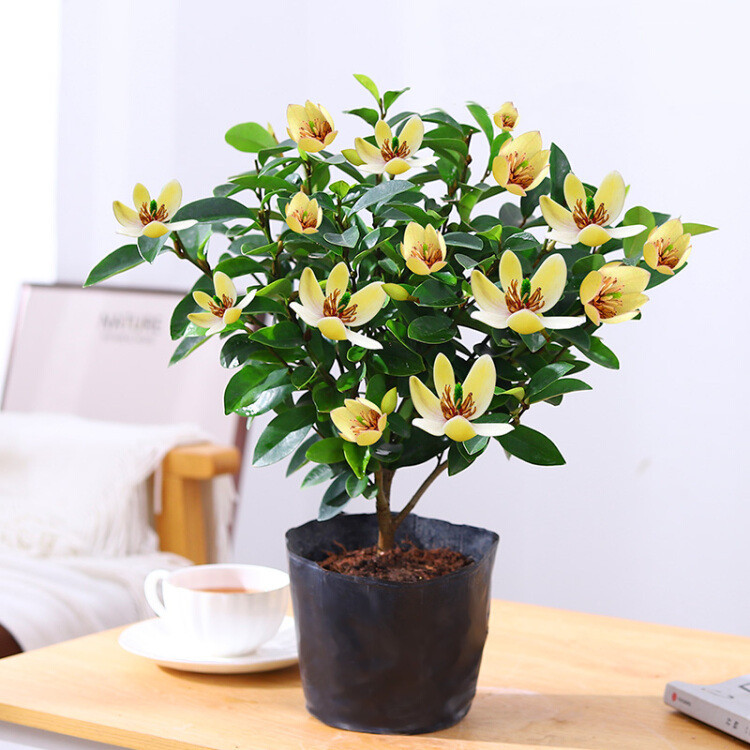 Cold-Resistant New Product: Camellia Flower Seedlings Potted with Flower Buds, Fragrant Flowers, Evergreen Plants for All Seasons, Suitable for Gardens and Balconies