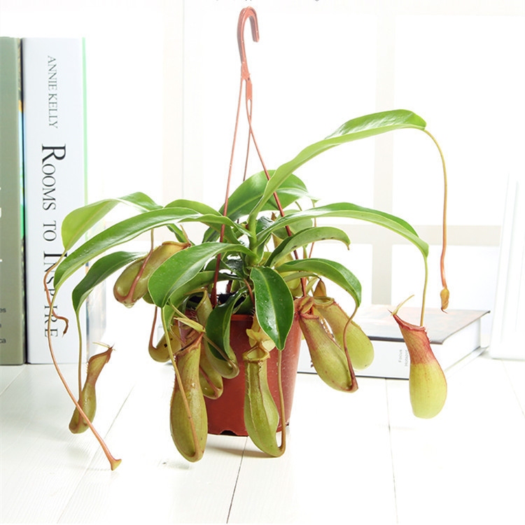 Nepenthes Plant Potted Plant with Free Shipping, Insect-Eating Plant That Catches Flies, Indoor Desktop Flower and Green Plant That Eats Mosquitoes, Unique Plant