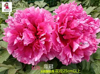 八千代椿帝冠吉野川名望金腰楼牡丹花苗菏泽精品大花型牡丹庭院