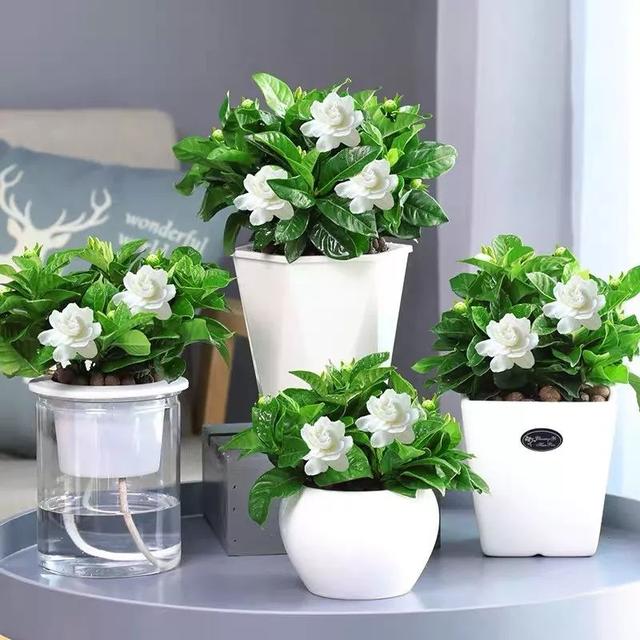 我国十大香花,家里养一盆,满室生香34