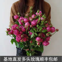 Yunnan Kunming flowers direct batch of bulls with small rose flowers and flowers with flowers and flowers with a fresh cut of flowers and postage