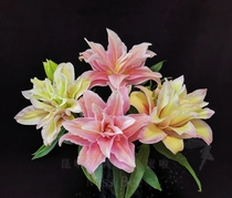 Powder green gradient retals Sala single head for 10 seconds to kill