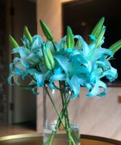 Blue Beauty Double Head for 10 Seconds To Kill