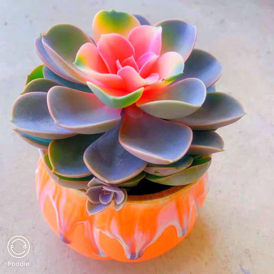 
Succulents colored red heart lotus balcony living room radiation-proof novices lazy flowers green plants potted plants are easy to grow all seasons