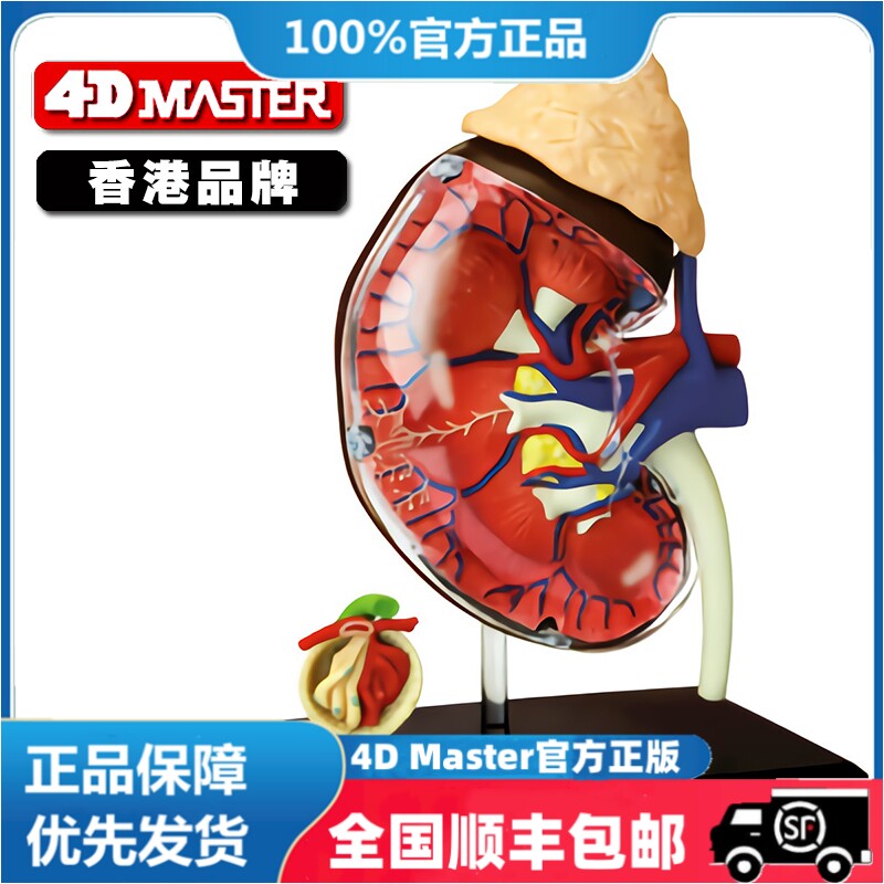 正版 现货 4D MASTER 益智拼装玩具 1：1人体肾脏器官解剖模型