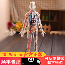 Spot 4D Master Puzzle Assembly Toy 1: 6 Full Body Transparent Human Visceral Organ Anatomical Medical Model