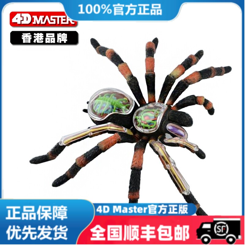 4D Master益智拼装玩具仿真动物生物蜘蛛器官解剖医学用教学模型