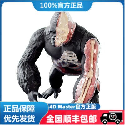 正品 4D MASTER 动物银背猿解剖拼装 生物猩猩器官解剖模型摆件