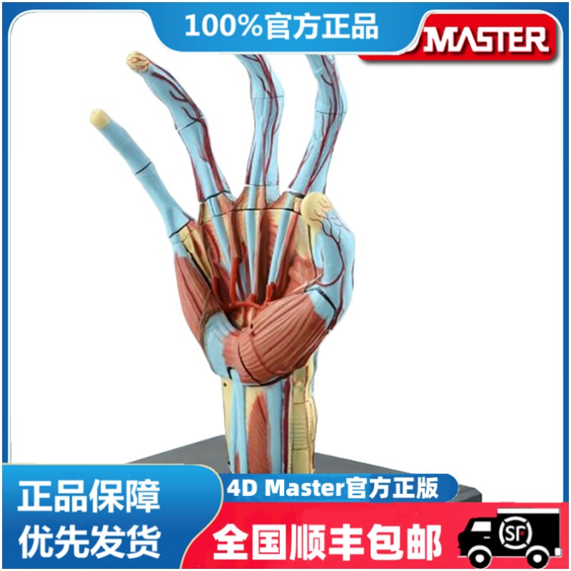 正版 现货 4D MASTER 益智拼装玩具 人体手器官解剖模型医学教学