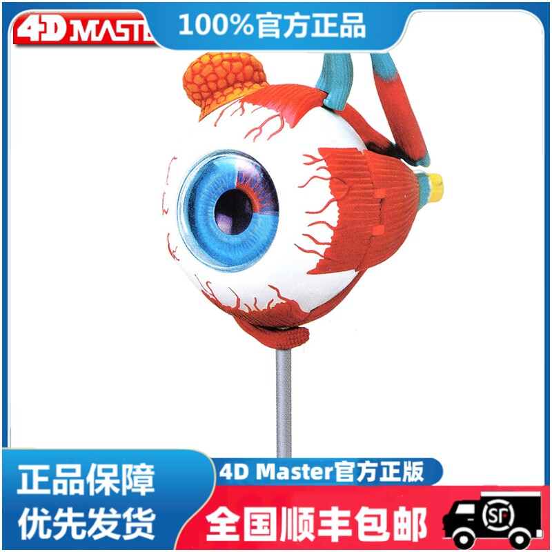 正版 现货  4D MASTER 益智拼装玩具 人体眼球器官解剖模型 医学