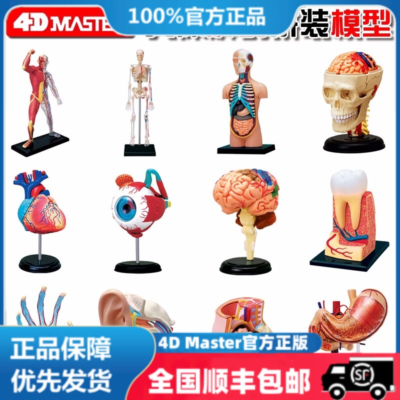正版 4D MASTER拼装玩具 人体各器官拼装模型 医学教学玩具 12款