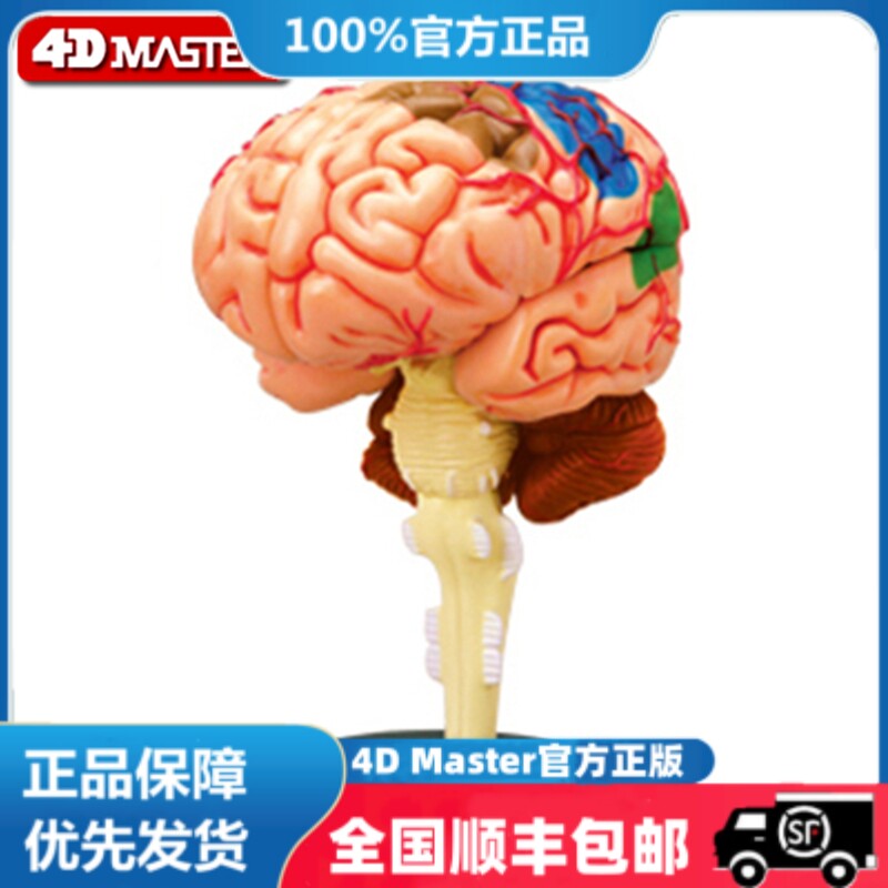 正版 现货  4D MASTER 益智拼装玩具 人体大脑器官解剖模型 医学
