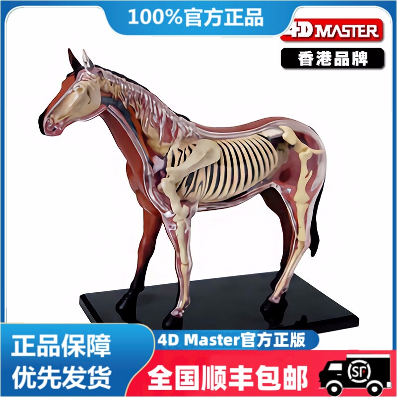 4D Master益智拼装玩具仿真动物生物马器官解剖医学用教学模型