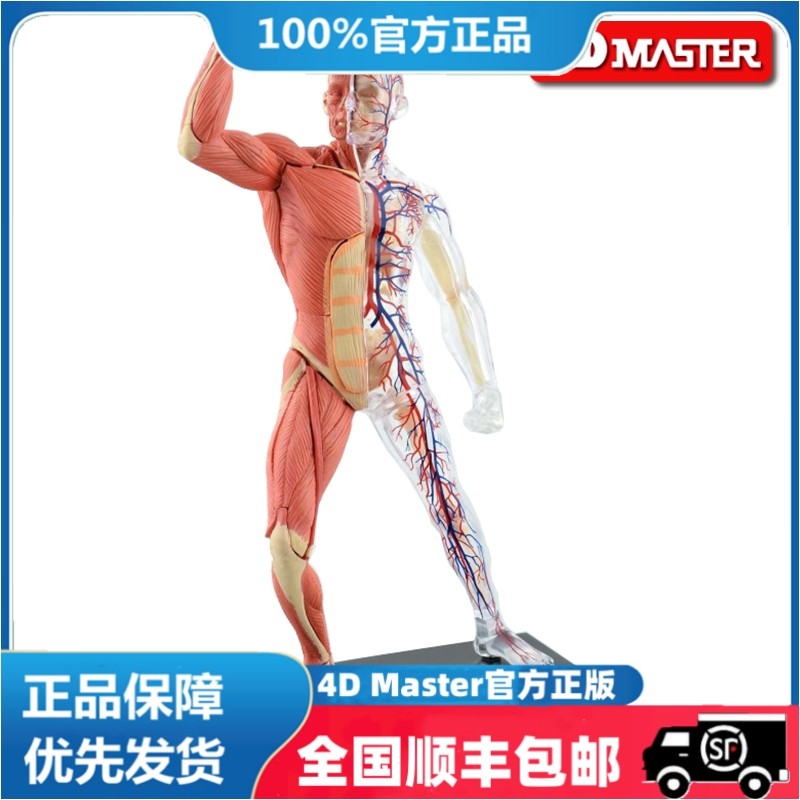 正版 现货 4D Master 益智拼装玩具 人体肌肉人器官解剖模型 医学