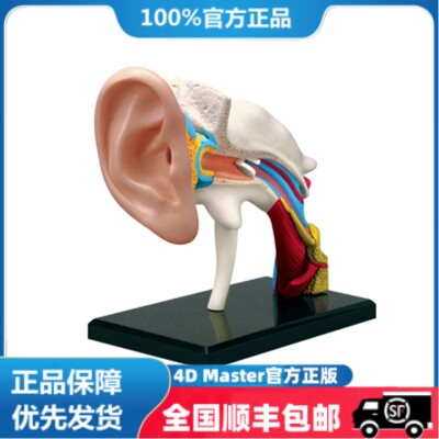正版 现货  4D MASTER 益智拼装玩具 人体耳道器官解剖模型 医学