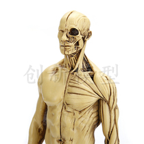   Medical Teaching Supplies Teaching Medical Human Body Muscle Model Medical Teaching Resin Skull