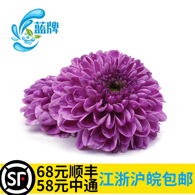 (Blue brand)Fresh grape purple button chrysanthemum chrysanthemum flowers Western Japanese restaurant plate decoration 21 flowers