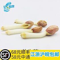 (Blue brand) fresh peanut sprouts peanut seedlings tender peanut sprouts set plate decoration 500g