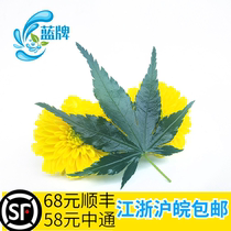 (Blue brand)Salted green maple leaf Maple leaf pentagonal maple plate decoration Japanese Western cuisine 30 pieces