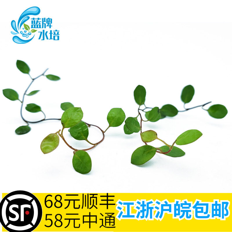 (Blue card) Fresh Thousand Leaf Leland Chiba Lanxi Dining Hotel Dining Room Decorated Swing 20g