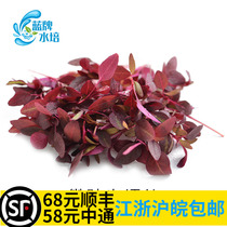 (Blue brand hydroponic)fresh flaming red seedlings Small flaming red seedlings Amman red hotel Western food plate decoration 20g