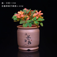 Пламя с мимозой [Шаншан Руошуй]