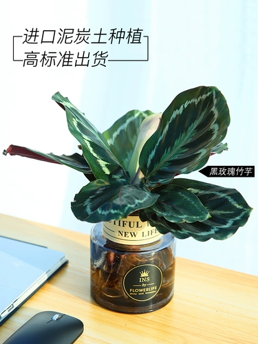 Барбус гидропонный растение стеклянная бутылка, зеленые растения, красные цветы в помещении, зеленый яблочный кошачий глаз, зеленый лист красный красавица