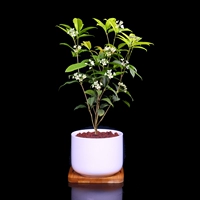 Little Osmanthus [Ivory White+Mu Tao] Весь горшок высотой около 18-22 см.