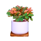 Цветные листья мимон посадка мимона растения цветочный крытый офис на рабочем столе маленькие зеленые растения цветочные саженцы танцевальная трава