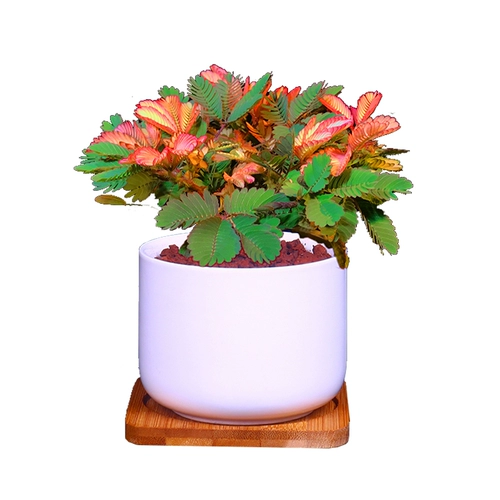 Цветные листья мимон посадка мимона растения цветочный крытый офис на рабочем столе маленькие зеленые растения цветочные саженцы танцевальная трава