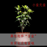 Маленький Османтус [нет горшка] Весь горшок высотой около 18-22 см.