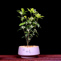 Little Osmanthus [Qingxin] Весь горшок высотой около 18-22 см.