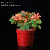 Пламя Мимон [Оригинальный пластиковый бассейн]