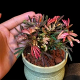 Цветные листья мимон посадка мимона растения цветочный крытый офис на рабочем столе маленькие зеленые растения цветочные саженцы танцевальная трава