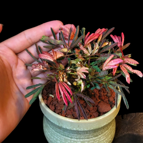 Цветные листья мимон посадка мимона растения цветочный крытый офис на рабочем столе маленькие зеленые растения цветочные саженцы танцевальная трава