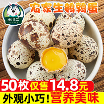 Quail eggs fresh 50 Farm grains fed raw fresh eggs baby supplement quail bird egg wholesale