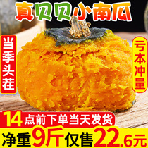 Beibei pumpkin fresh fruits and vegetables should season whole box farmhouse small pumpkin sweet waxy chestnut flavor shell melon 9kg 10