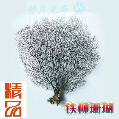 Natural sea Willow Iron Tree coral aquarium decoration aquarium landscaping platform wall stickers decoration home decoration ornaments