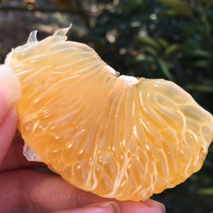 新鲜橙子,一口鲜甜!🍊🌿正宗温岭高橙,孕妇宝宝都爱吃的水果佳品-酒店-淘宝好物网