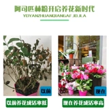 Цветок аспирина цветок муолотический гидрамал, окрашенная в горшок с горшками, кормил добавки, добавленные добавки удобрения.