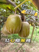 Red-heart kiwi fruit on the edge of the Red River in Yunnan is now picked fresh fruit for pregnant women green-fleshed red-heart kiwi fruit